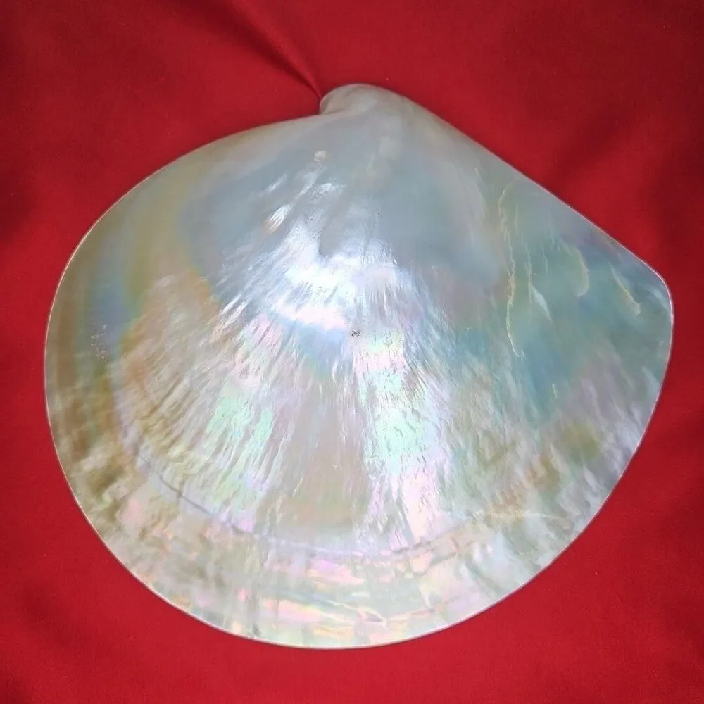Mother of Pearl Caviar Snack Serving Plates & Knife Shell Polished Trinket